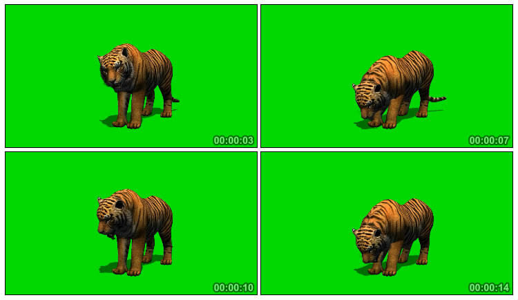 老虎吃食物动作绿屏抠像特效视频素材