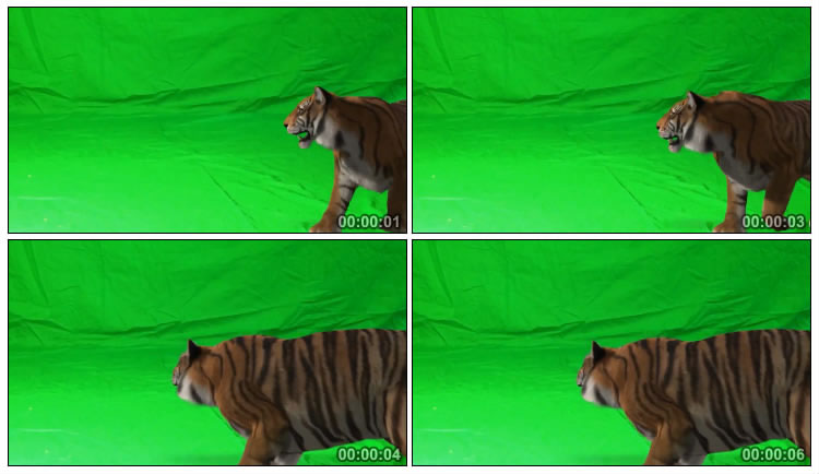 老虎跳跃扑咬攻击绿幕抠像视频素材