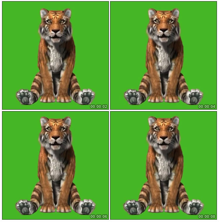 老虎正坐着绿屏后期抠像视频素材