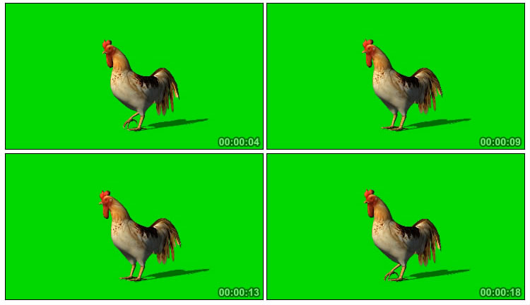 公鸡站立姿态绿屏后期抠像视频素材