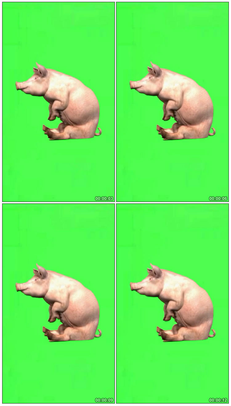 大白猪蹲坐着绿屏抠像视频素材