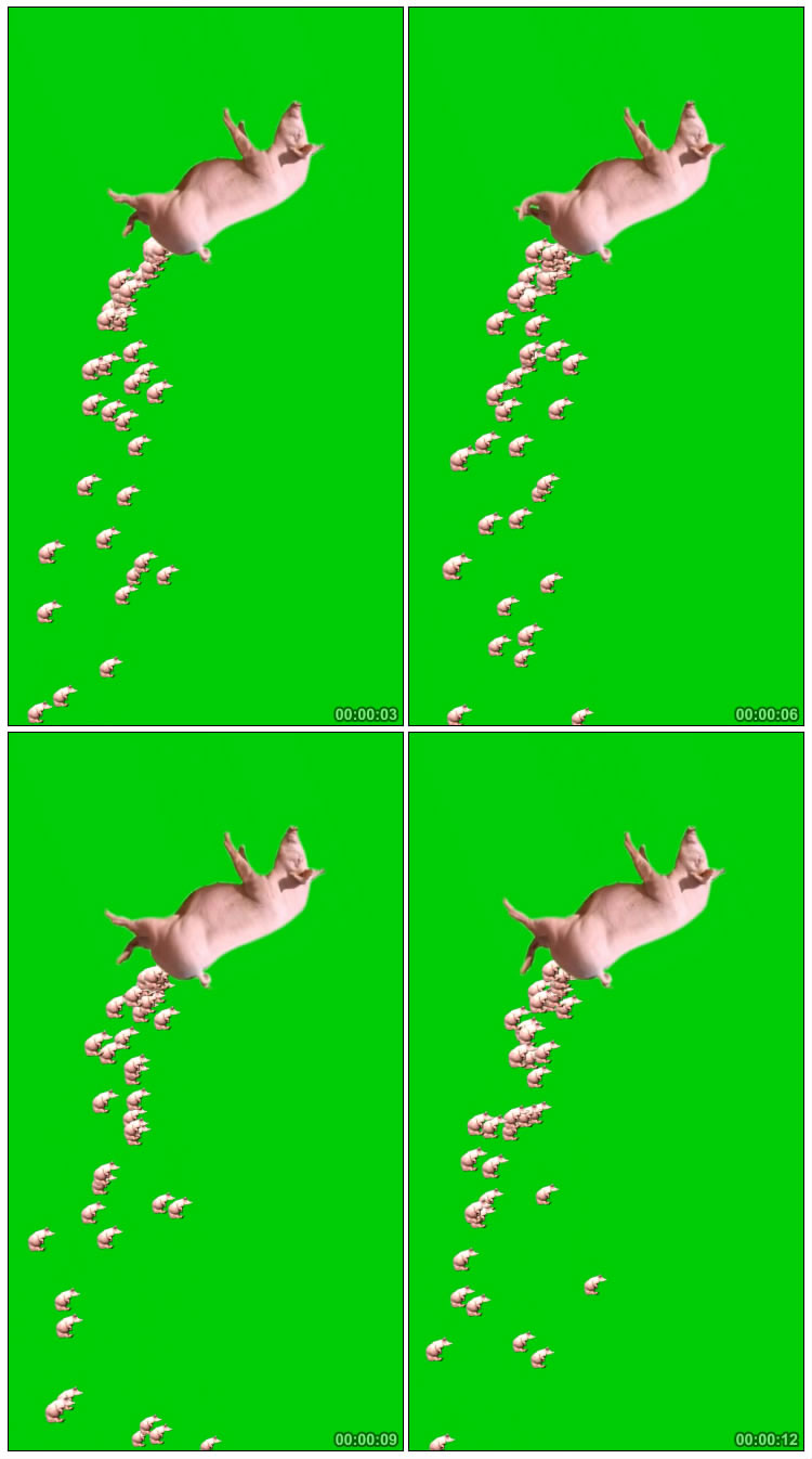母猪生小猪仔绿屏抠像特效视频素材