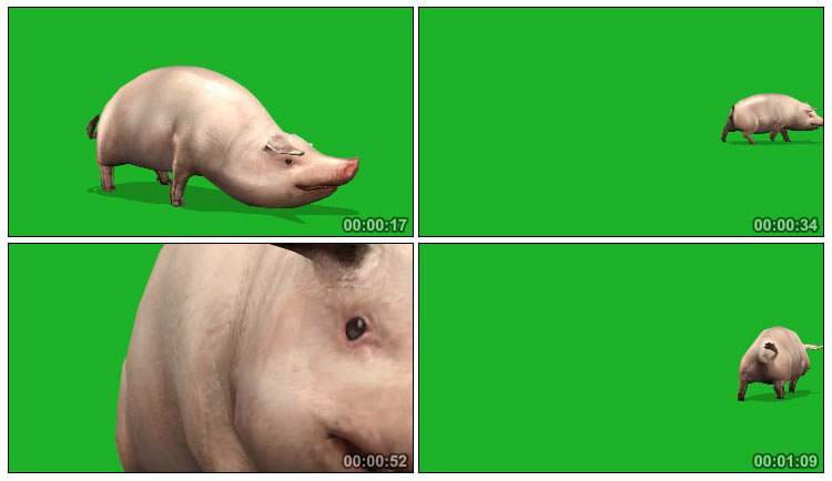 公猪种猪拱地绿屏抠像特效视频素材