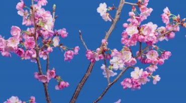 枝条梨花桃花开花后期抠像视频素材
