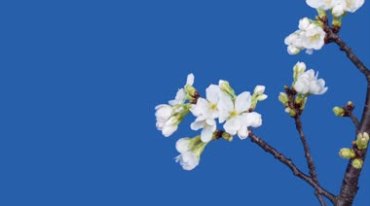 枝条梨花桃花开花后期抠像视频素材