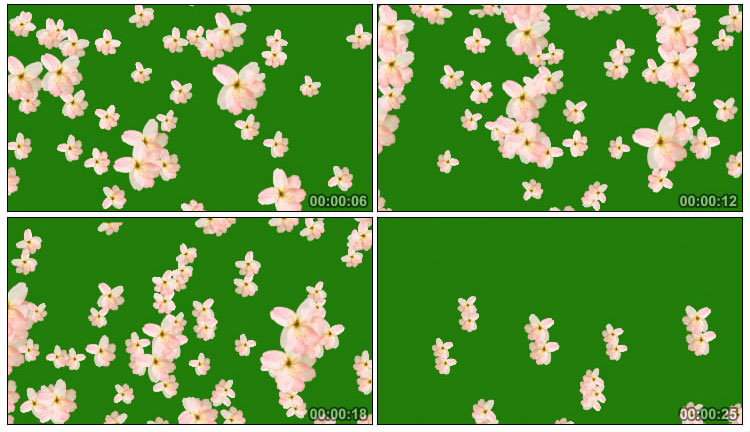 樱花飘落花瓣雨绿屏抠像特效视频素材