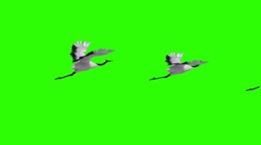 一行仙鹤飞行绿屏抠像特效视频素材