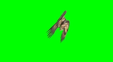 老鹰翅膀绿屏特效视频素材