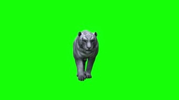 白老虎走来绿屏抠像特效视频素材