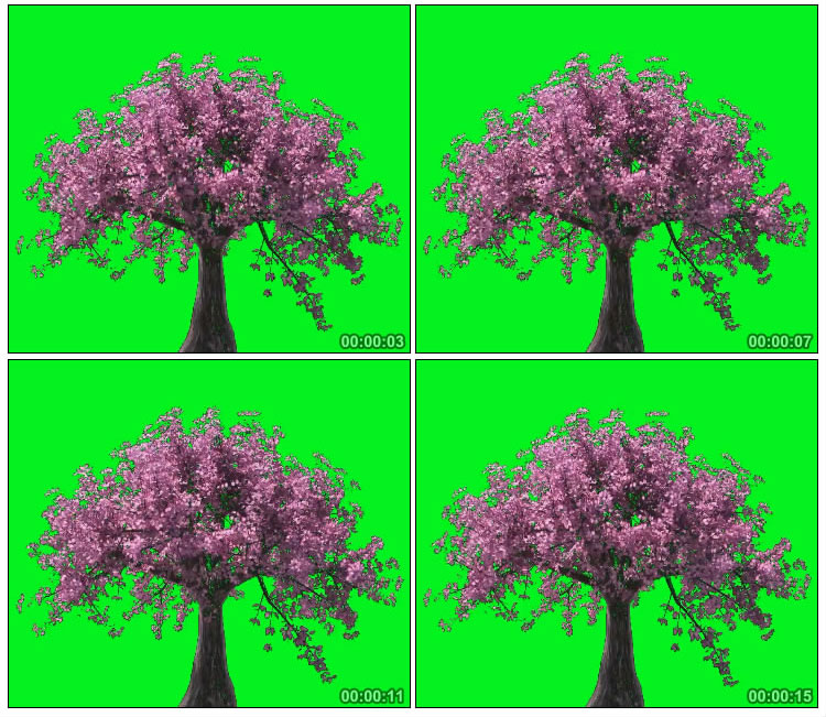 樱花树枝繁叶茂大树绿屏抠像特效视频素材