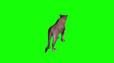 母狮子发怒绿屏抠像特效视频素材