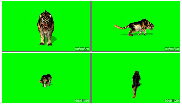 4K老虎动物绿屏特效视频素材