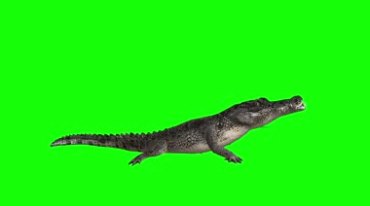 鳄鱼攻击死亡翻滚绿屏抠像特效视频素材