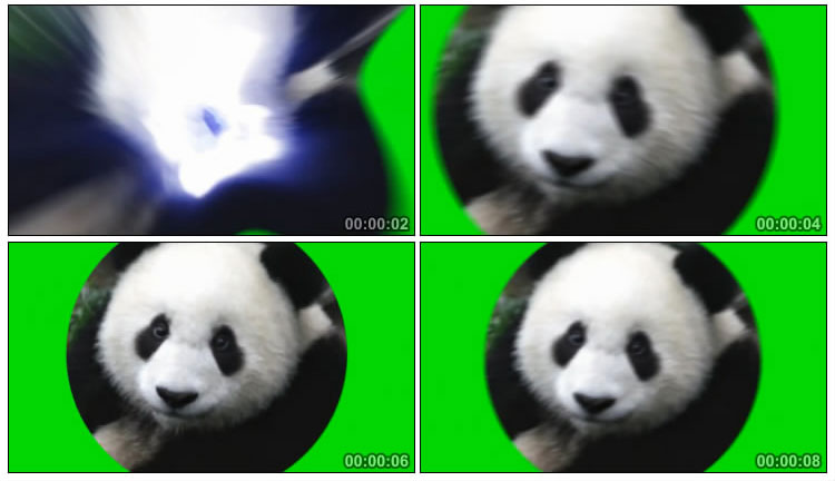 熊猫头像动感闪动绿屏特效视频素材