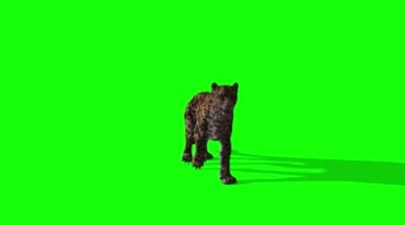 豹子花豹金钱豹绿屏动物抠像视频素材