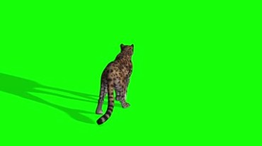 豹子花豹金钱豹绿屏动物抠像视频素材