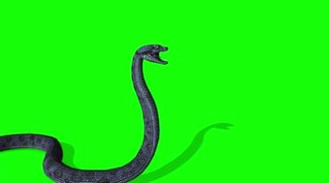 大黑蛇游动攻击绿屏抠像后期特效视频素材