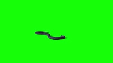 大黑蛇游动攻击绿屏抠像后期特效视频素材