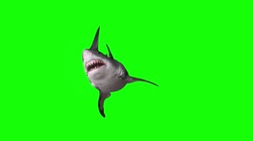 凶猛的黑鲨鱼攻击咬人绿屏抠像特效4K视频素材