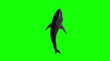 凶猛的黑鲨鱼攻击咬人绿屏抠像特效4K视频素材