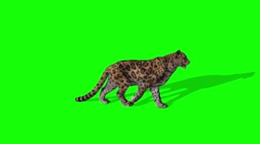 花豹金钱豹猎豹绿屏抠像后期特效4K视频素材