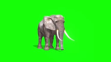 白色大象野象公象绿屏动物抠像特效视频素材