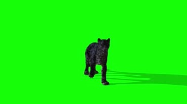 黑豹全角度摄影绿屏抠像后期特效视频素材