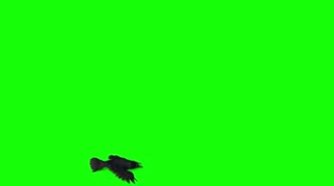 乌鸦空中飞翔绿屏抠像特效视频素材