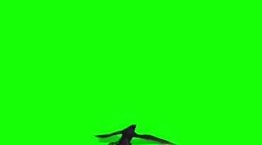 乌鸦空中飞翔绿屏抠像特效视频素材