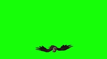 秃鹫飞翔姿态绿屏抠像特效视频素材