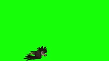 秃鹫飞翔姿态绿屏抠像特效视频素材