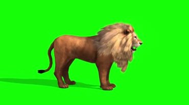 凶猛的狮子绿屏抠像特效视频素材