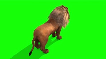 凶猛的狮子绿屏抠像特效视频素材