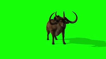 野牛斗牛攻击绿屏抠像后期特效视频素材