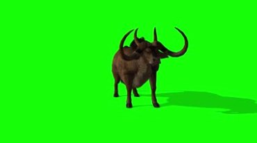 野牛斗牛攻击绿屏抠像后期特效视频素材