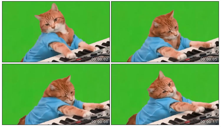 小猫弹琴搞笑视频素材