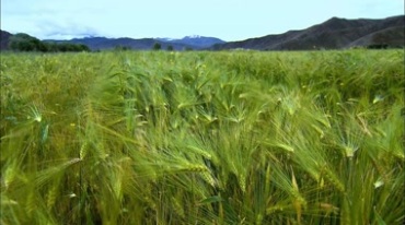 雪域高原西藏青稞农作物成熟收割高清视频素材