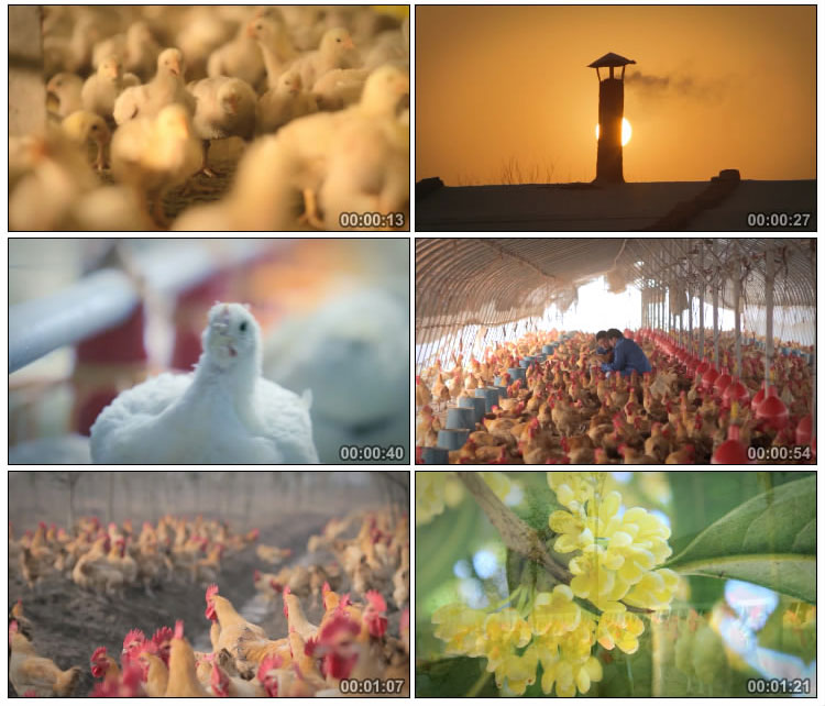 养鸡场养殖场实拍视频素材