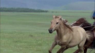 草原马儿奔跑