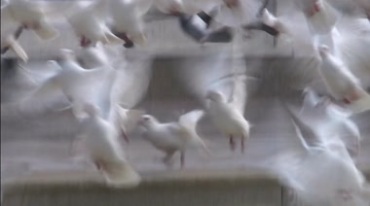 一大群白鸽子高飞