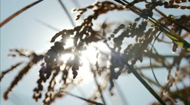 太阳光照射稻穗