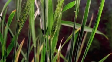 绿色稻谷稻穗生长