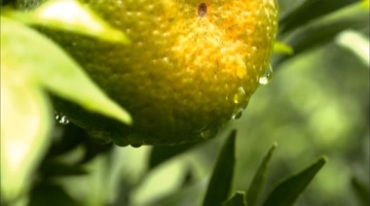橘子园采摘