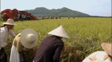 收割水稻粮食