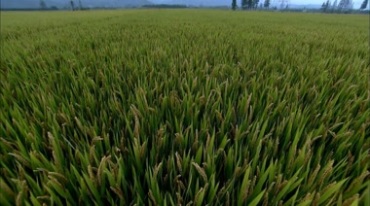 绿色农业稻田