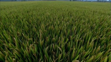 绿色农业稻田