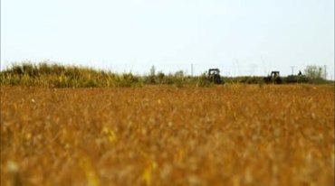 农忙时节收割稻子
