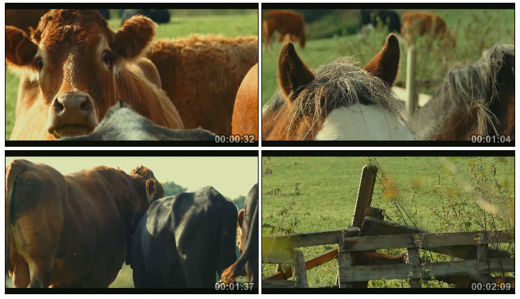 畜牧养殖基地牛和马悠闲吃草