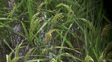 水稻农作物