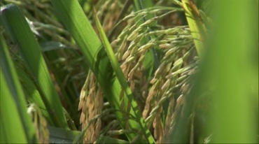 水稻农作物
